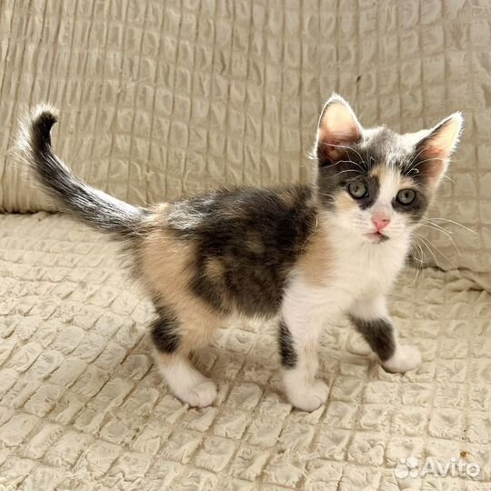 Котёнок девочка в добрые руки