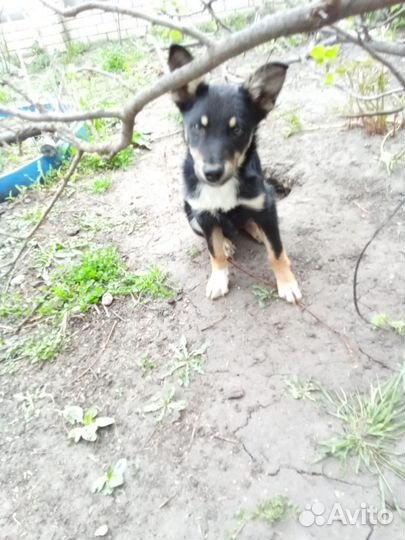 Щенок, охранник