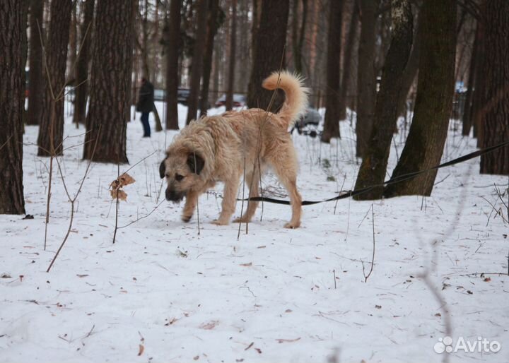 Пес-Босс станет вашим лучшим другом