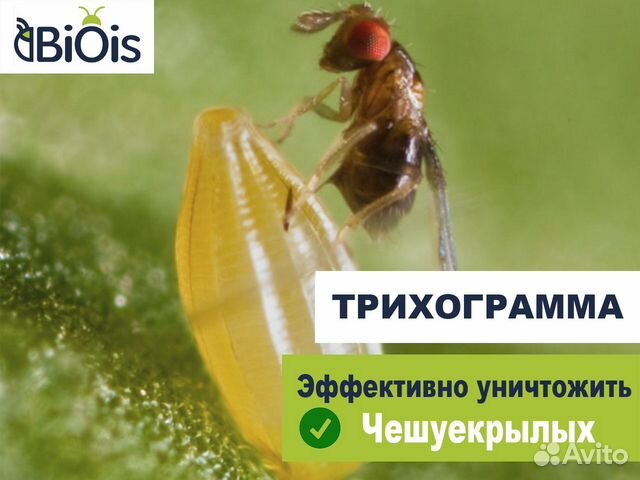 Насекомые энтомофаги Трихограмма /Защита растений купить в Краснодаре ...