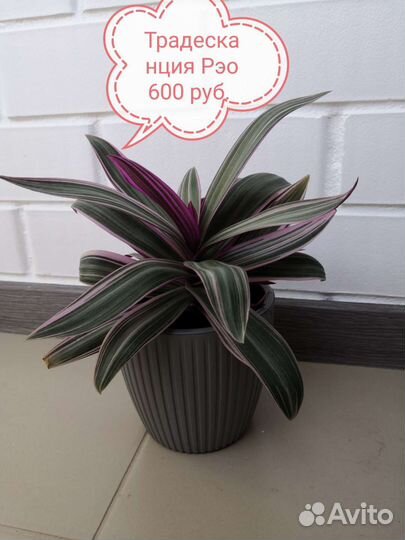 Комнатные растения