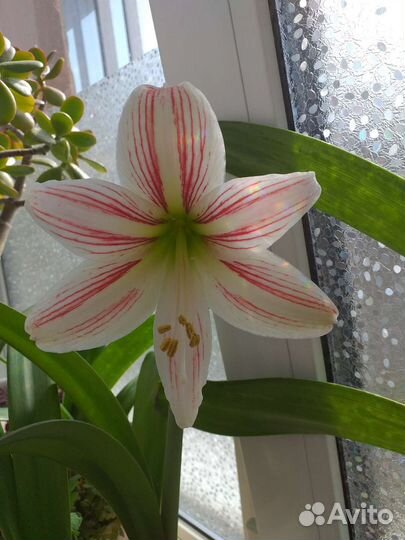 Гиппиаструм