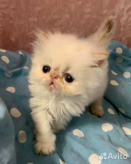 Персидская