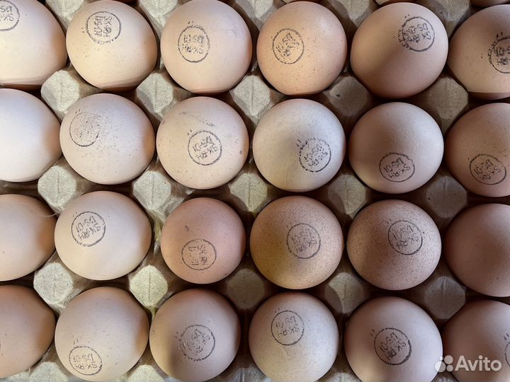 Инкубационное яйцо