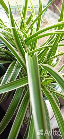 Хлорофитум сортовой