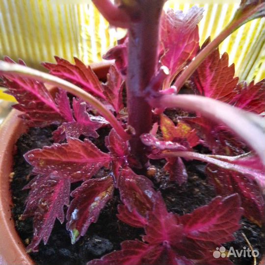 Колеус сортовой(Plectranthus scurellarioides)