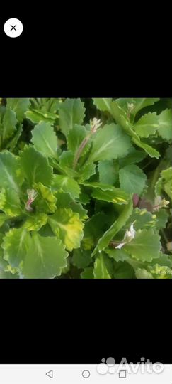 Набор для альпийской горки