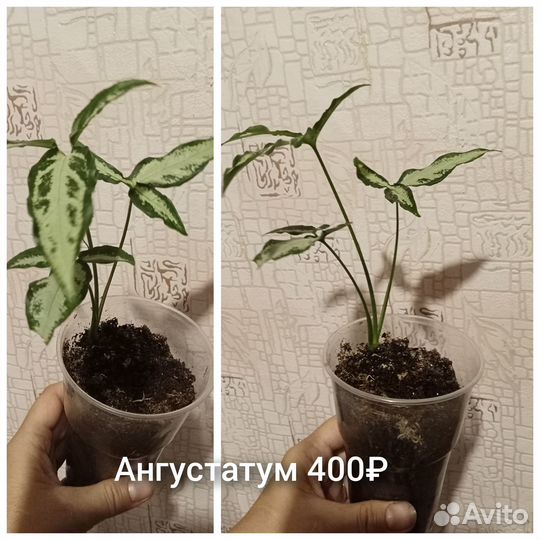 Сингониумы,кротон, филодендрон Биркин