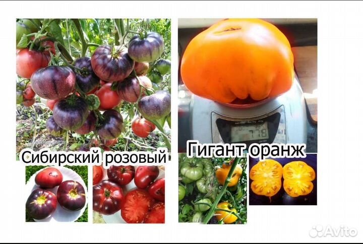 Семена томат помидор