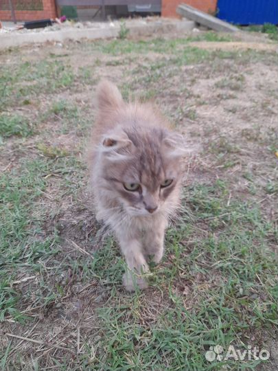 Шотландская вислоухая кошка