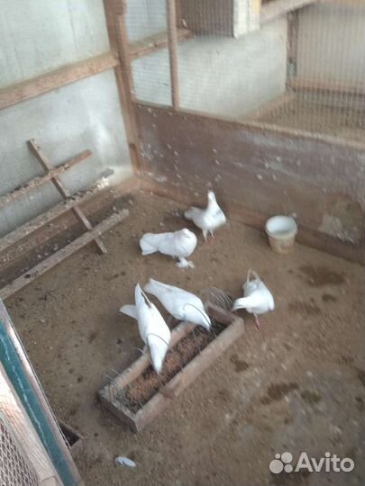 Бакинцы белые голуби