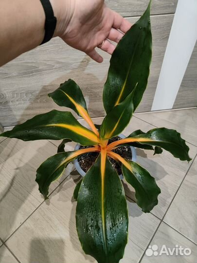 Хлорофитум Green Orange