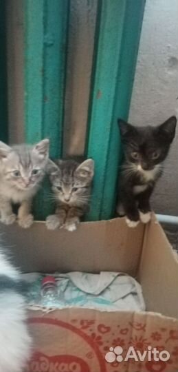 Котёнок девочка