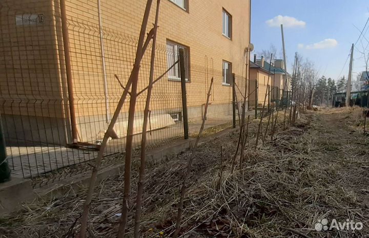 Каштаны саженцы