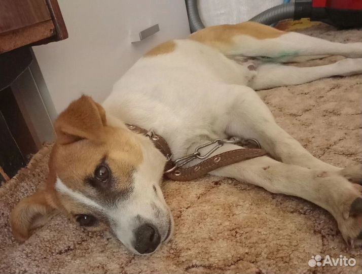 Щенок, мальчик