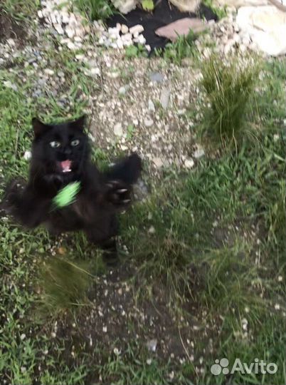 Кот Мурад Легенда