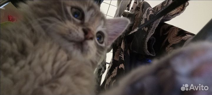 Котëнок который приносит радость