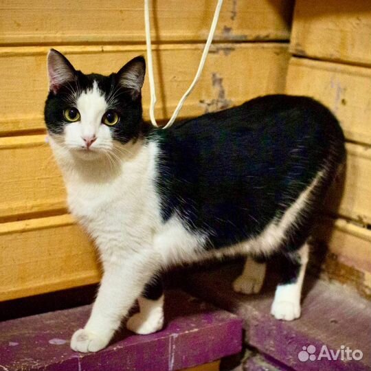 Кошечка Малинка в добрые руки