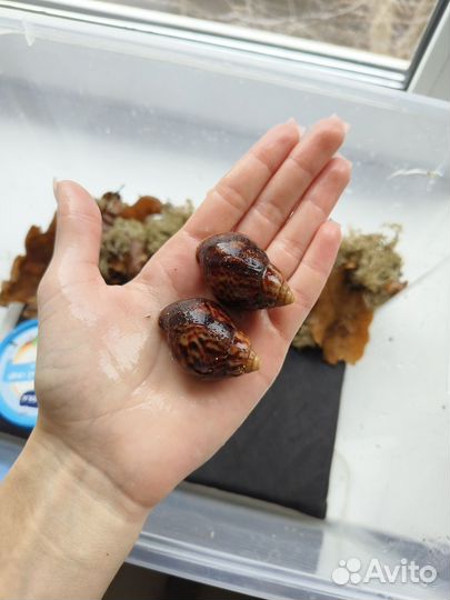 Улитки ахатины