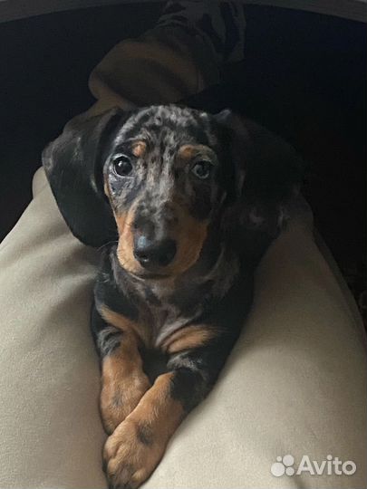 Вязка такса