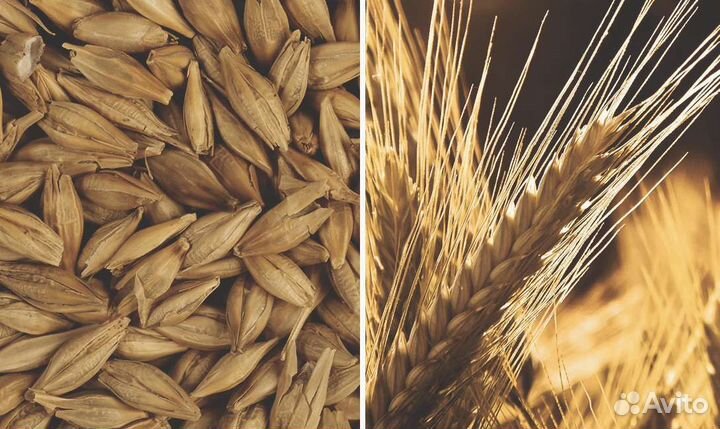 Продаëтся Ячмень
