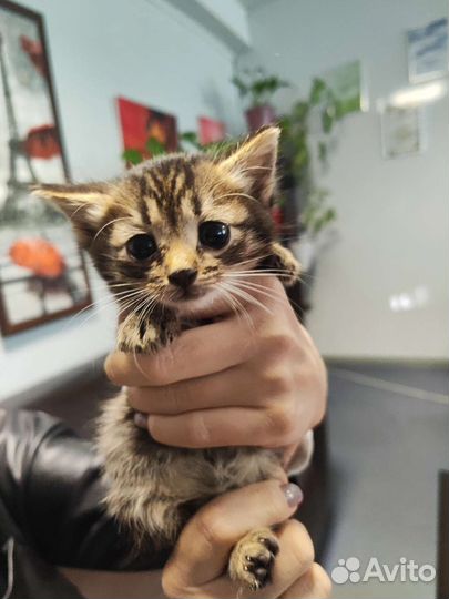 Кошка котёнок девочка