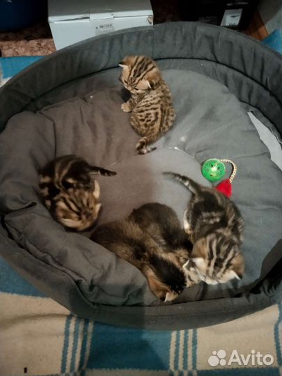 Котята