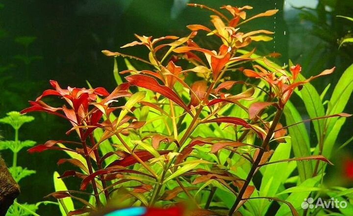 Аквариумные растения Улитки