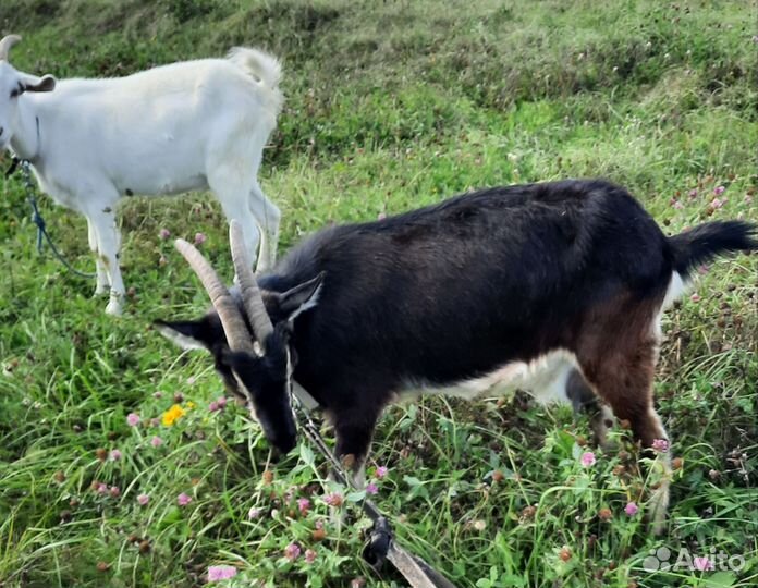 Коза дойная молочная