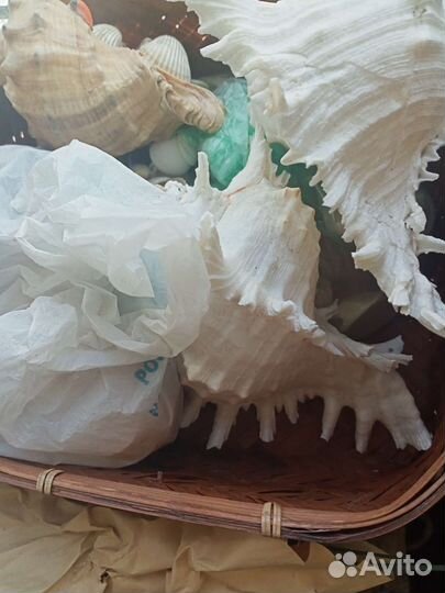 Морские ракушки раковины Пушкин