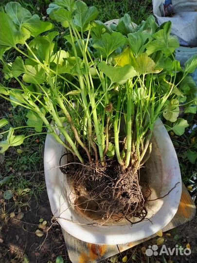 Герань пеларгония