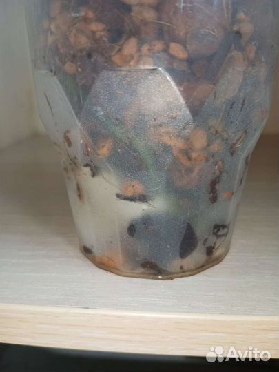 Орхидея сортовая