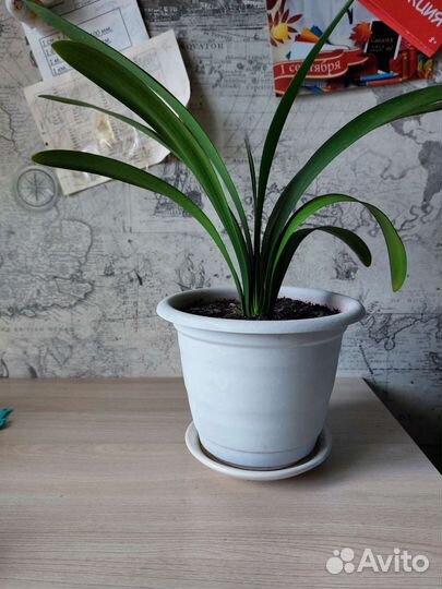 Комнатные цветы кливия