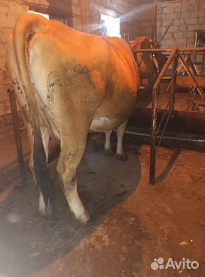 Коровы и телки