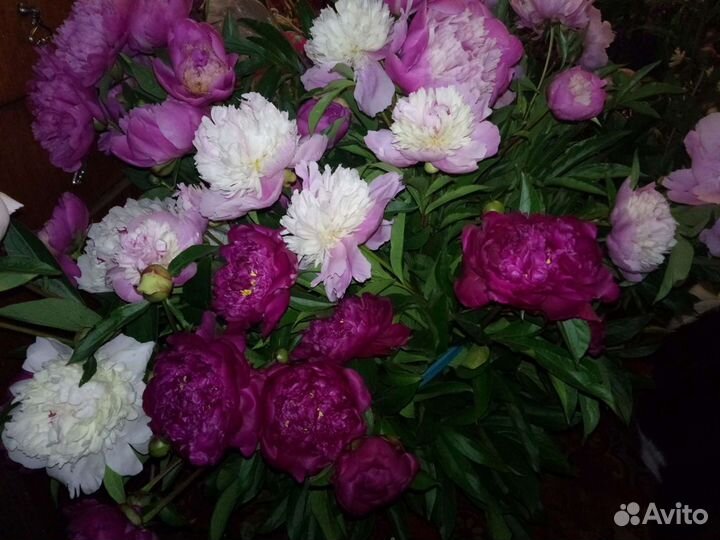 Пионы клубни