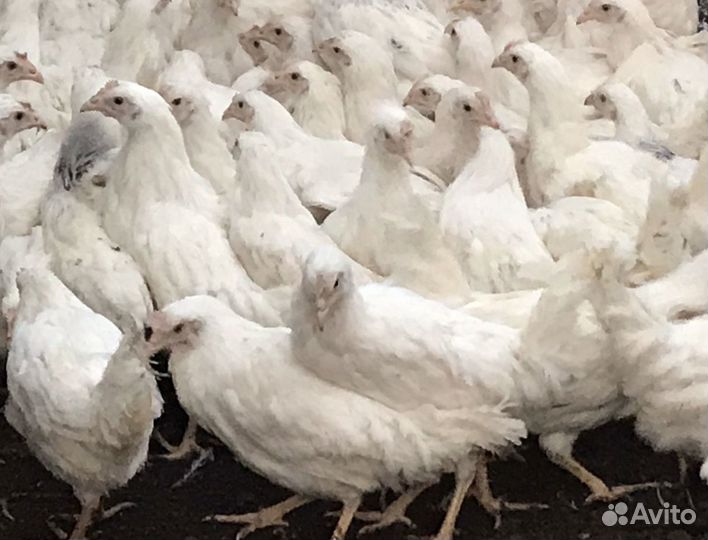 Куры несушки