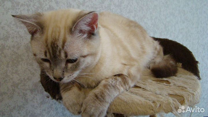 Шотландский кот вязка
