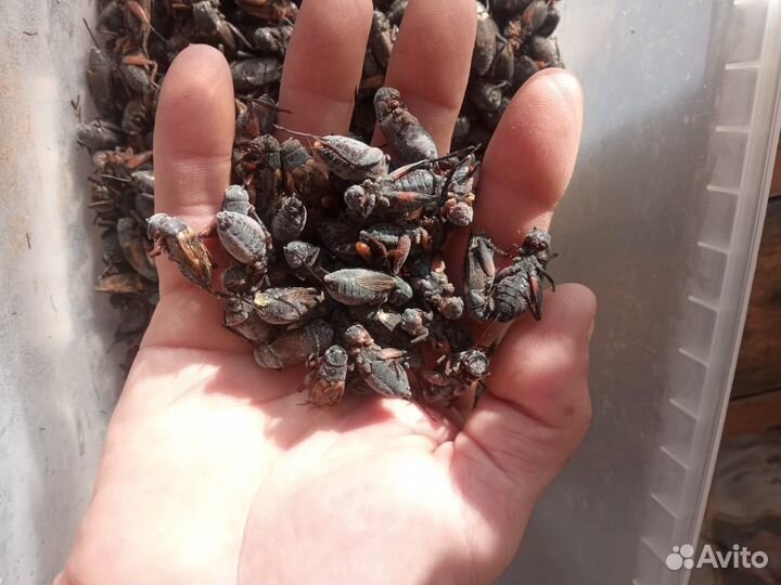 Замороженные насекомые