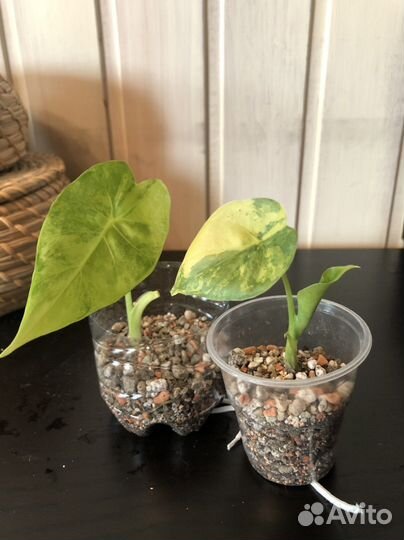 Алоказия гагеана вариегатная