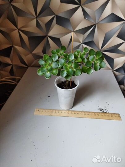 Аихризон дерево любви