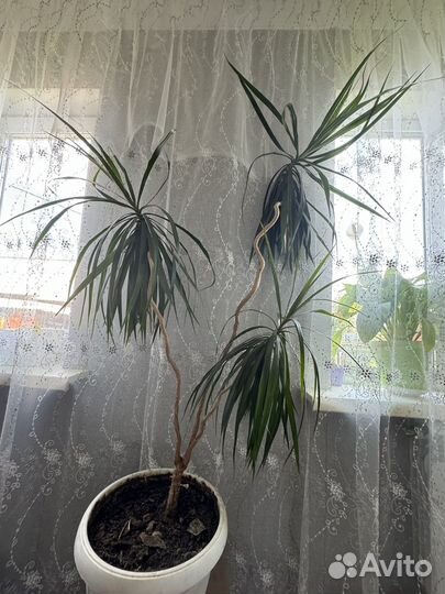 Пальма драцена