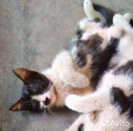 Котята рождённые на заводе