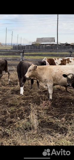 Бычки на откорм симменталы мясного направления