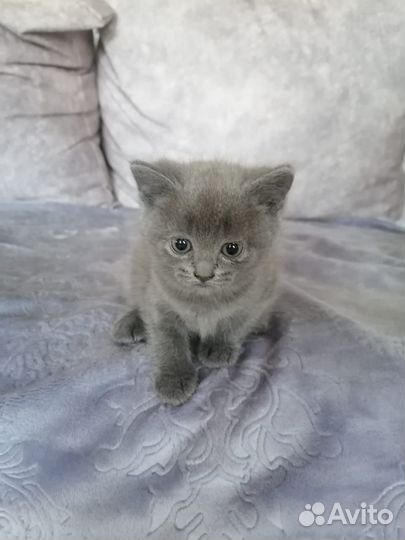 Британские котята