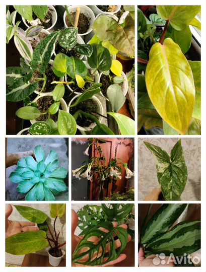 Комнатные цветы красивые растения