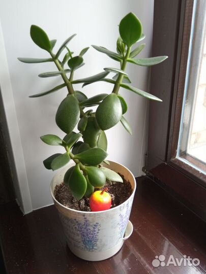 Крассула толстянка