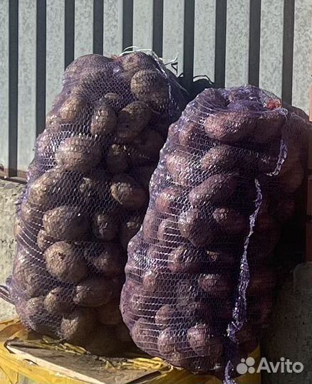 В городе, картошка гала рэд скарлет