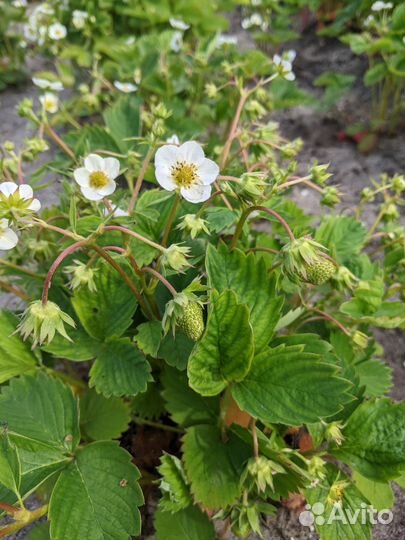 Саженцы клубники,земляники