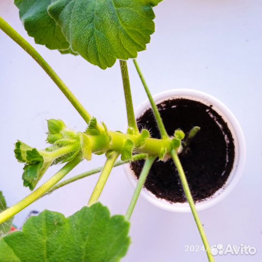 Пеларгония герань PAC Viva Rosita уже с бутонами