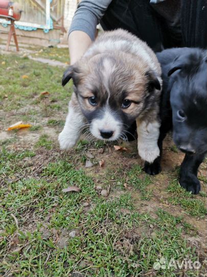 Щенки в добрые руки